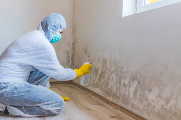 Licensed Mold Removal service in Oradell, NJ - WQB Mold Removal